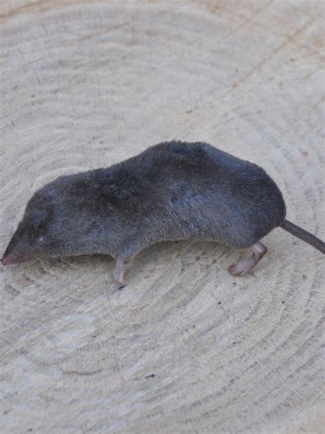 Southern Short Tailed Shrew