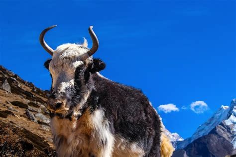 Premium Photo | Yak himalayan cow seen during everest base camp trek in ...