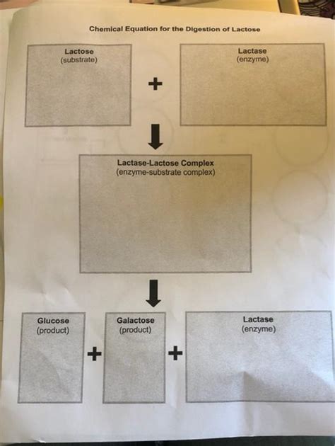 Solved Chemical Equation For The Digestion Of Lactose Chegg