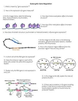 Eukaryotic Gene Expression Gene Regulation Worksheet AP Biology Unit 6