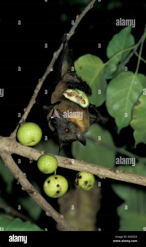 Fruit bat feeding hi-res stock photography and images - Alamy