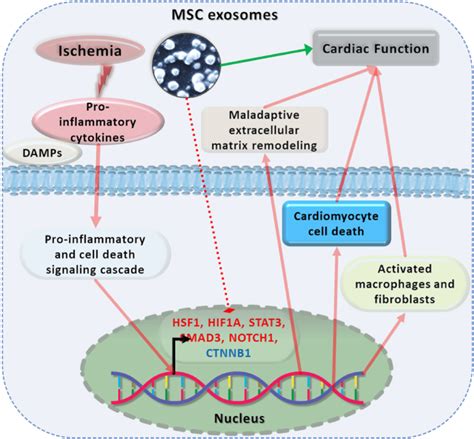 Central Illustration Mitigation Of Cardiac Dysfunction In The Ischemic