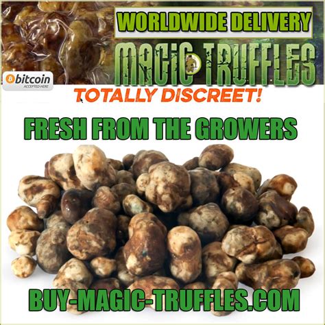 Buy Magic Truffles Premium Psilocybin Truffles For Microdosing