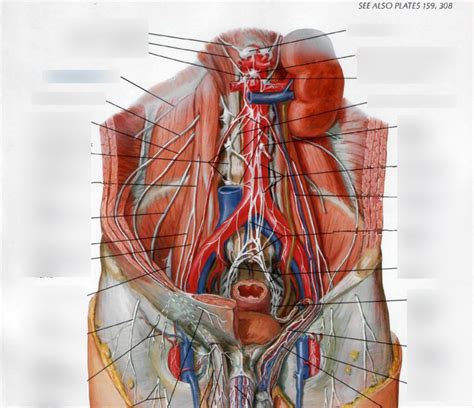 Posterior Abdominal Wall Nerves Diagram Quizlet