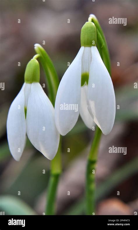 In The Forest In The Wild In Spring Snowdrops Galanthus Nivalis Bloom