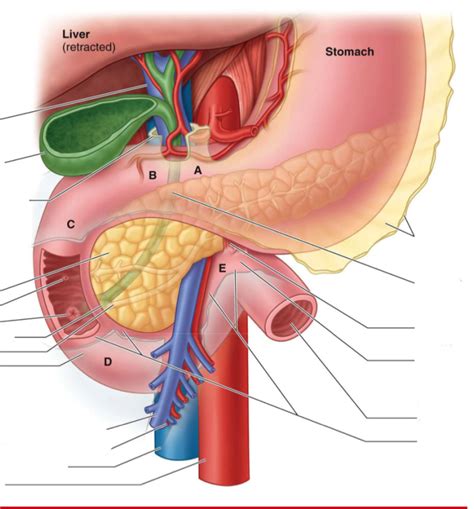 Oesophagus Stomach And Duodenum Anatomy Diagram Quizlet