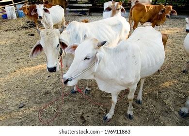 Close Barbari Goat Eating Grass Farm Stock Photo 2208631657 Shutterstock