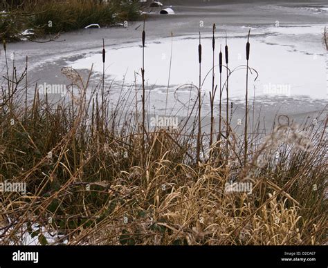 Snow On Worden Park Pond Leyland Lancashire Stock Photo Alamy