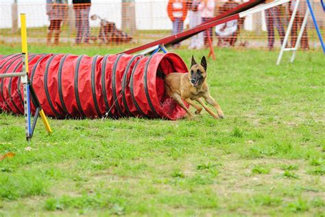 Belgian Shepherd Malinois Agility in Testing — Stock Photo © mikel ...