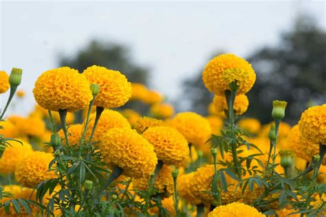 3 Reasons Why Marigolds Need Full Sun And Not Shade Tree Journey