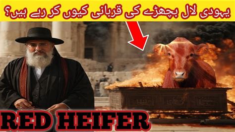 Red Heifer Sacrifice Red Cow Qiyamat Ki Bari Nishani Learning Peak