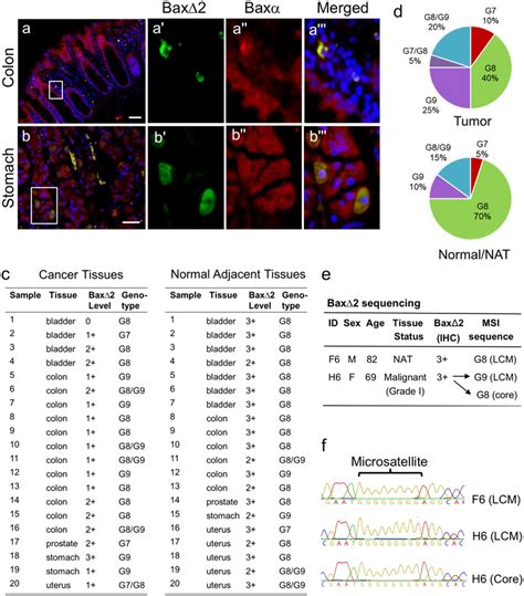 Bax∆2 and Baxα co-exist in the same cells and the majority of ... 