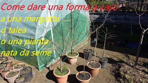 Formazione A Vaso Margotta O Talea O Una Pianta Nata Da Seme Youtube