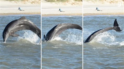 FOTOS boto de 40 anos que ajuda pescadores no RS é fotografada dando