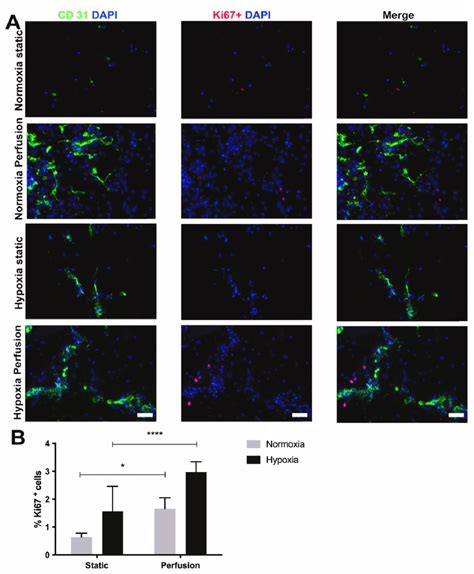 Stromal Vascular Fraction SVF Cell Based Constructs Cultured In