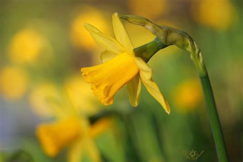 Narzissen Narcissus Daffodils Thank You For Awards Flickr