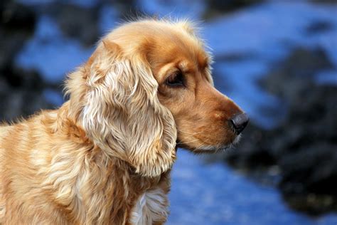 English Cocker Spaniel Dog Breed Information Travelling And Transport Tips