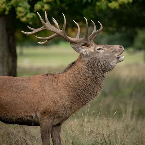 Portrait Of A Red Deer Stag Stock Image Image Of Autumn Stag 258387273