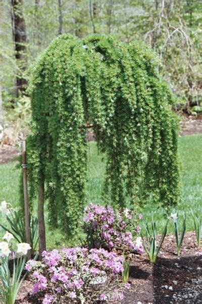 Weeping Trees For Small Gardens - decorooming.com