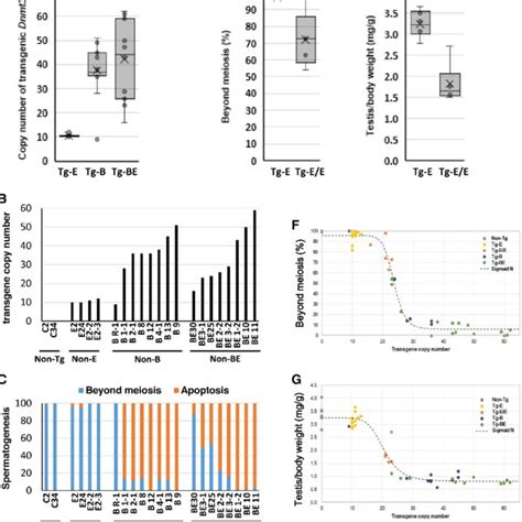 Copy Numbers Of Asdnmt3l Transgenes And Their Correlation With