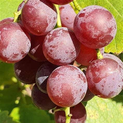 Winoro L Einset Seedless Bezpestkowa L Cena Od Z Wedrowski Pl