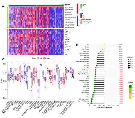 Immune Infiltration Analysis A Heat Map Of The Distribution