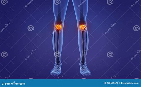 Anatomy Of The Human Patella Stock Illustration Illustration Of