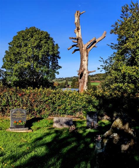 Dead Tree Orcop Herefordshire Jaggery Geograph Britain And Ireland