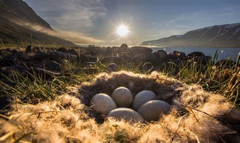 Rocks Snow Nest Mountains Sunset Sky Clouds Bird Eggs Ocean