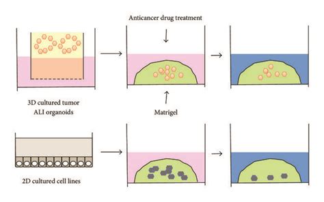 Comparison Of Responsiveness To Anticancer Drugs Between Human Ali