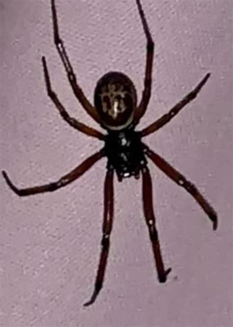 Venomous False Widow Spiders Are Taking Over Dublin Extra Ie