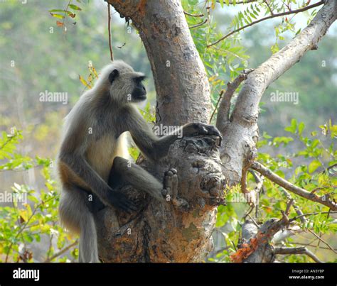 Monkey in India Stock Photo - Alamy