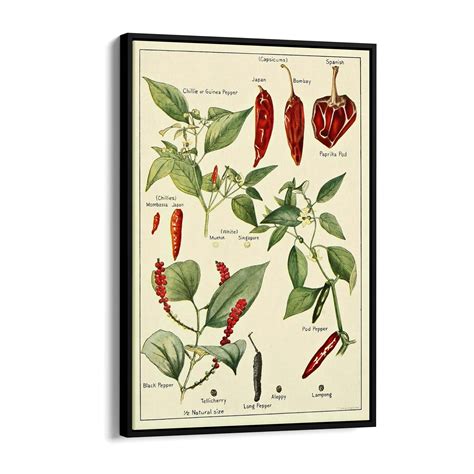 Chilli Botanical Name 6