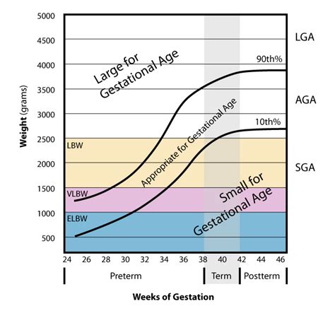 File:Weight vs gestational Age.jpg - Wikimedia Commons