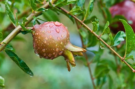 Perfect Timing When Does A Pomegranate Tree Bloom And Fruit The