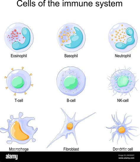 Cells Of The Immune System White Blood Cells Or Leukocytes Eosinophil