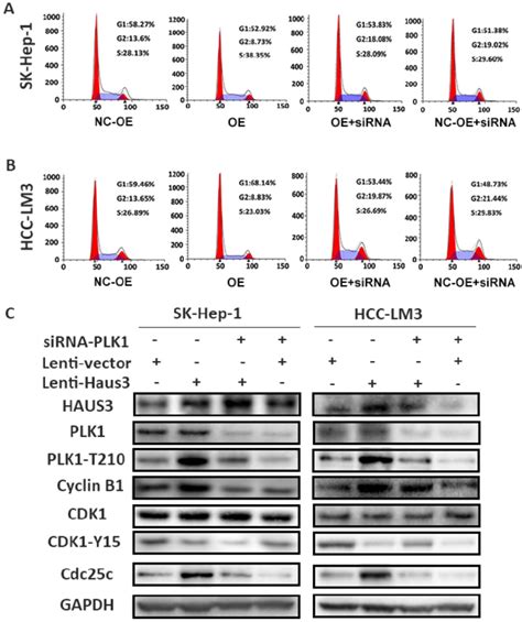 Knockdown PLK1 reverse the decreasing percentage of G2/M phase cells ... 