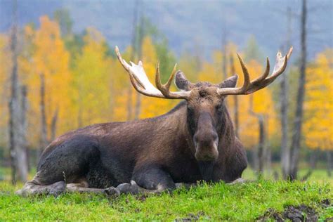 Alaska Wildlife Conservation Center – Girdwood (Alyeska), Alaska