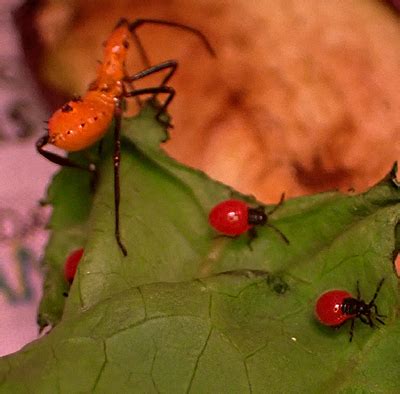 Largus Succinctus First Instar Nymphs With Leptoglossus Phyllopus First