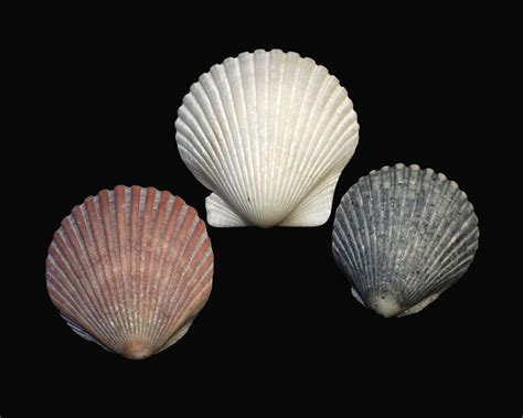 Scallop Clam Shell