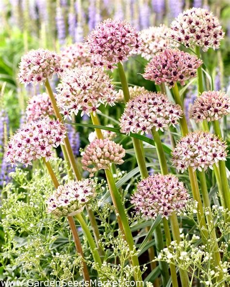 Декоративен лук Сребърна пролет - – Garden Seeds Market | Безплатна ...