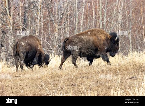 Bison At Elk Island National Park In Alberta Canada Stock Photo Alamy