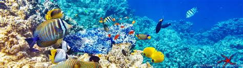 Coral Reef Fish Wallpaper Desktop