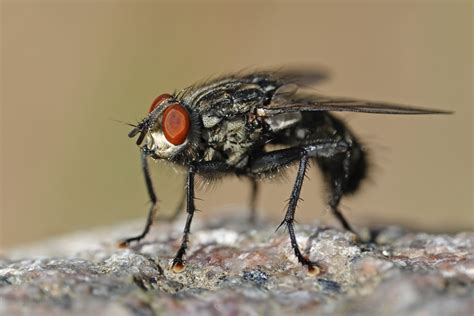 Identification, Facts & Control of the House Fly | Jenkins Pest Control ...