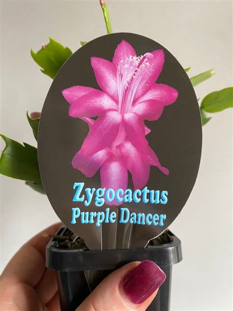 Schlumbergera Zygocactus Varieties 60mm Pot My Jungle Shack