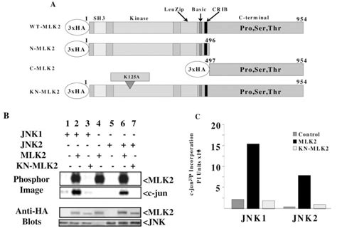 Activated JNK Phosphorylates The C Terminal Domain Of MLK2 That Is