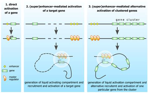 Genes Free Full Text Co Regulated Genes And Gene Clusters