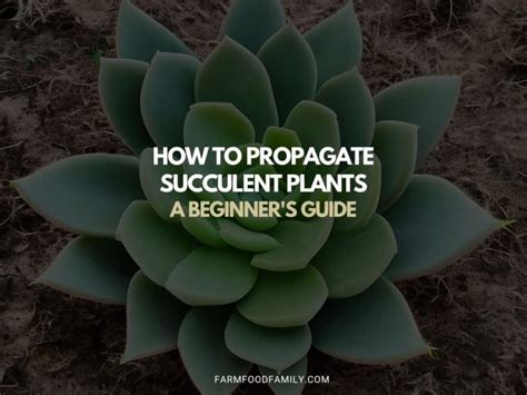 How To Propagate Succulent Plants A Beginner S Guide