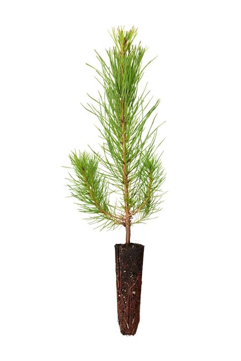 100 Loblolly Pine Tree Seedling Plugs 16 Inches Tall Fast Growing Easy