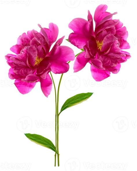 Colorful bright flower peony 9848623 Stock Photo at Vecteezy